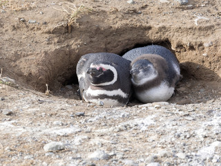 Magellanic Penguin, Spheniscus magellanicus, with young Isla Magdalena, Patagonia, Chile