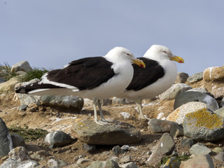 couple Kelp Gull, Larus dominicanus, Isla Magdalena, Patagonia, Chile
