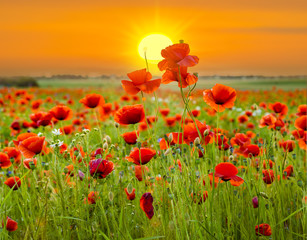 sunset over poppy meadow