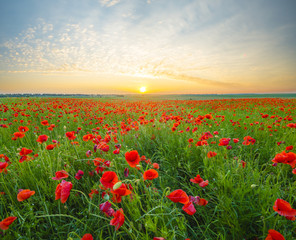 sunset over poppy meadow