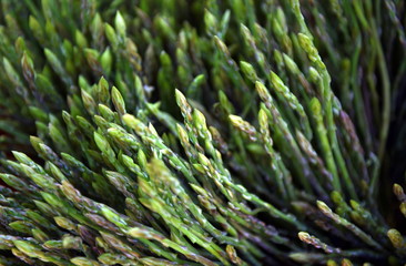 asparagus 