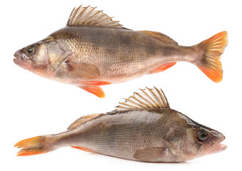 bass fish on white background