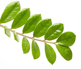 Zamioculcas. Branch isolated on white background