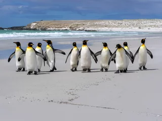 Cercles muraux Pingouin Manchot royal, Aptenodytes patagonica, Volunteer Point, Malouines / Malvinas
