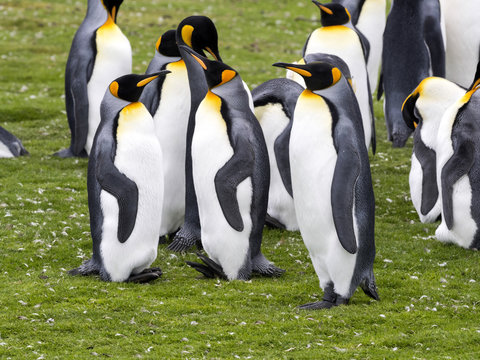 King penguin, Aptenodytes patagonica, Volunteer Point, Falklands / Malvinas