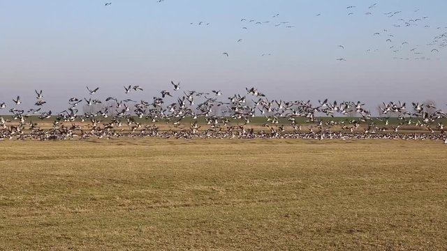 Schwarm Vögel startet gleichzeitig Teamwork