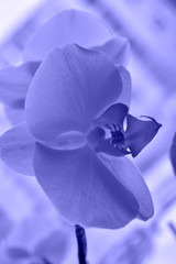 blue  orchid flower. Toned image 