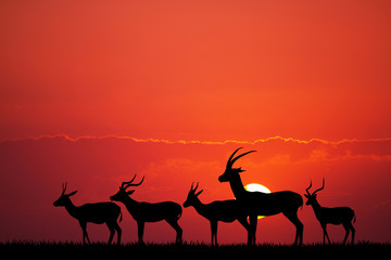 gazelle silhouette in African landscape
