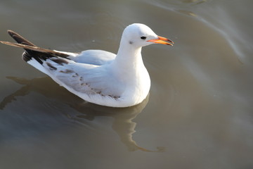 A lonely seagull perhaps waiting for its turn for feeding