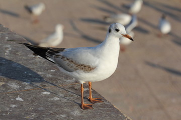 A seagull on land looking for food