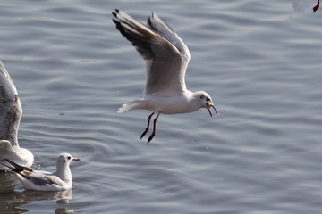 I got it a seagull catches the food midway offered by pilgrims