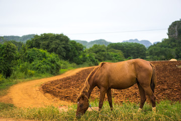 Horse is grazing near the local village road next to a pasture in mountains area