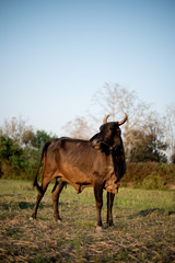 Thailand Cow