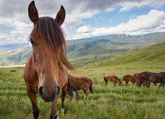 Obraz na płótnie Canvas Horse grazing on the mountain meadow