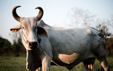 Thailand Cow