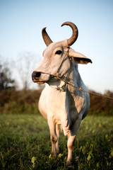 Thailand Cow