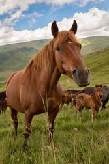 Naklejka na ściany i meble Horse grazing on the mountain meadow