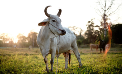 Thailand Cow