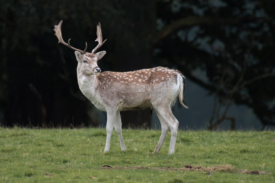 Fototapeta A young fallow deer stag standing on grass with a dark forest in the background sideways profile angle and looking slightly back.