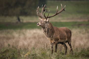 A full length portrait of a solitary red deer stag standing in open grassland