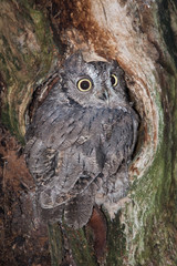 An  upright vertical image of a small screech owl perched in a hole in a tree and looking backwards