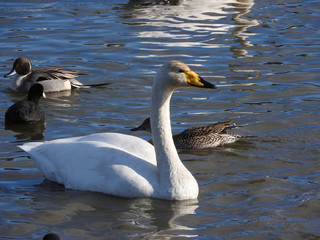 泳ぐ白鳥