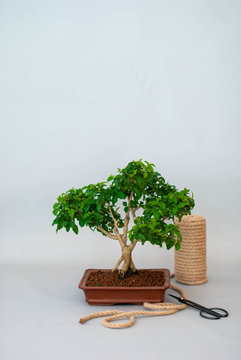 Bonsai in a ceramic pot on a light gray background.
