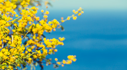 Fototapeta na wymiar Mimosa branch with yellow flowers