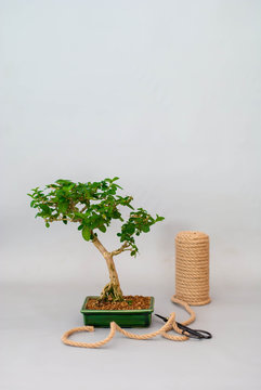Bonsai on a light gray background with scissors to care for indoor plants.