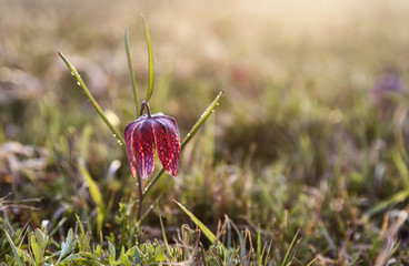 Early spring lily flower background