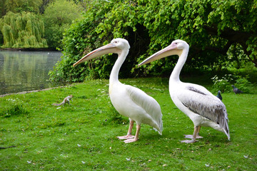 Pelicans and squirrel in nature.