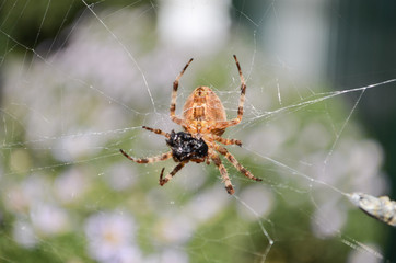 spider sits on the web and eating their prey