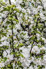 Beautiful apple-tree branch