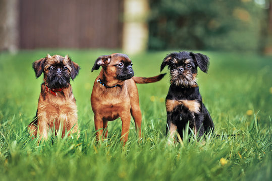 three belgian griffon puppies posing outdoors