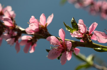 branch of a blossoming peach