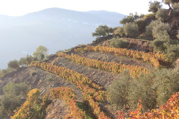 Vineyards in Douro valley Portugal