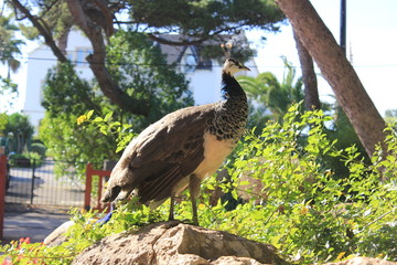 Peacock in nature