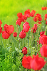 Fototapeta na wymiar Red tulips flowers on a background of green grass closeup