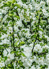 Beautiful apple-tree branch
