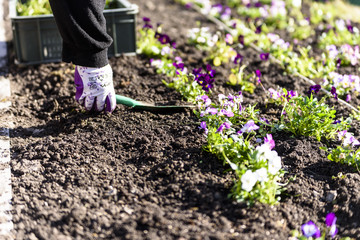 planting flowers in the spring. manual work. shallow dof