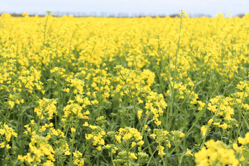 a field of yellow flowers.