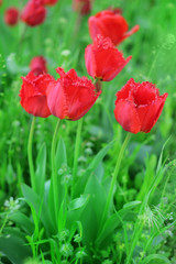 Red tulips flowers in green grass closeup