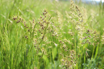 lush green grass in the flowering period.
