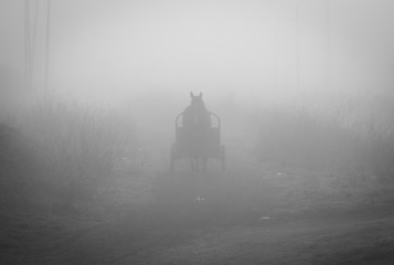 horses and fog