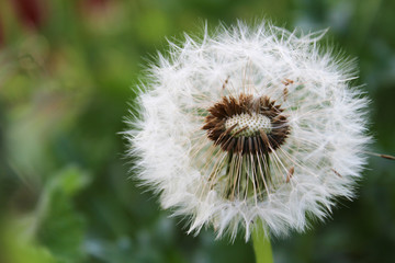 white fluffy dandelion on a green background. macro.