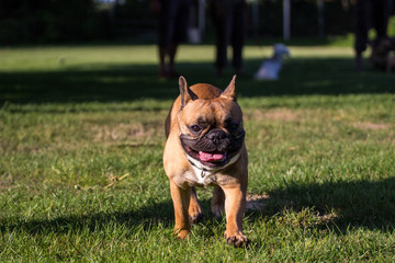 Fototapeta premium Mops steht auf der Wiese