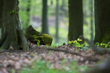 Morning still life in the wood during a walk