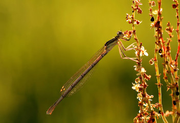 Dragonfly while eating