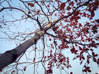 Tree in autumn 