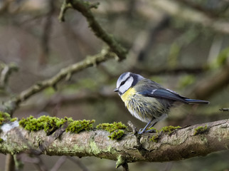 Blue Tit - Cyanistes caeruleus